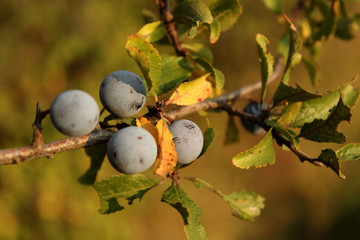 Ripe plums on a branch