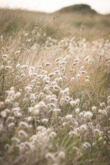 field of flowers