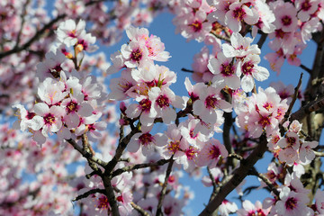 Blossoming almond tree (Prunus dulcis), one of the first trees to bloom, full of its bright white flowers.