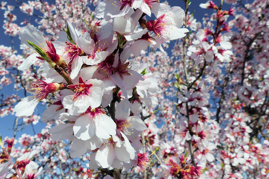 Blossoming almond tree (Prunus dulcis), one of the first trees to bloom, full of its bright white flowers.