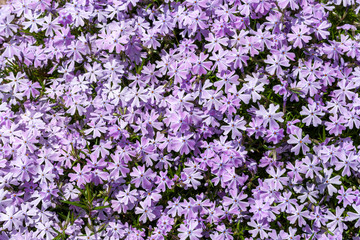 Sweet William catchfly (Silene armeria or Atocion armeria), Caryophyllaceae.