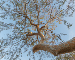 Fototapeta na wymiar Tree Canopy