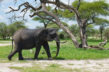 Side view of dirty african elephant walking near dry tree