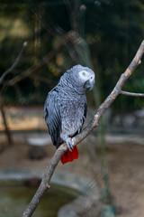 Obraz premium Closeup portrait of African grey parrot ( Psittacus Erithacus ) or jako. Travel to Lisbon, Portugal