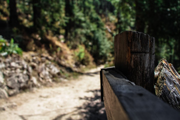 Textures of the woods