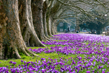Naklejka premium Beautiful crocuses growing in the city park. A carpet of blooming flowers.