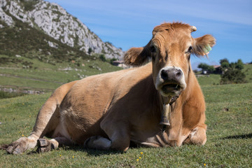 Naklejka na ściany i meble Vaca en Lagos de Covadonga