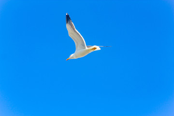 Obraz premium Gulls or seagulls are seabirds of the family Laridae in the suborder Lari. They are typically medium to large birds, usually grey or white, often with black markings on the head or wings.