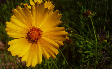 Beautiful yellow flowers on the street with blurred background.