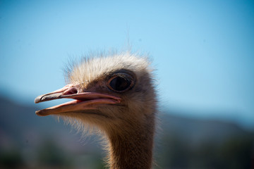 portrait of ostrich (struthio camelus) on ostrich farm in oudtshoorn, south africa