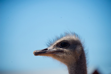 portrait of ostrich (struthio camelus) on ostrich farm in oudtshoorn, south africa