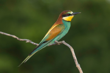 bee-eater, tuscany, italy