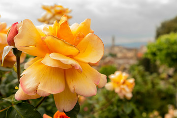 Fototapeta premium Orange flower in florence, tuscany, italy