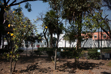 Fototapeta na wymiar Garden with fruit trees and ornaments that bring to life the streets of the Assumption District in a delegation in south east central in Mexico City