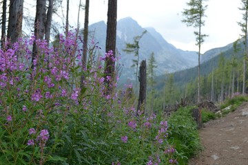 Różowe kwiaty  na tatrzańskim szlaku, wierzbówka kiprzyca, Tatry Wysokie, Słowacja © Marta