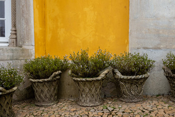 Stone vases with lavender are standing on the street on a background of yellow textured walls. Greening the city