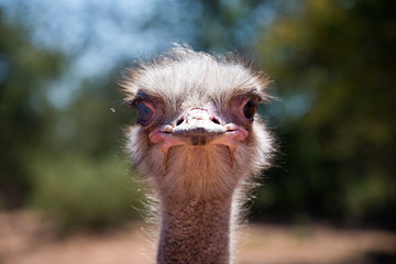 portrait of ostrich (struthio camelus) on ostrich farm in oudtshoorn, south africa