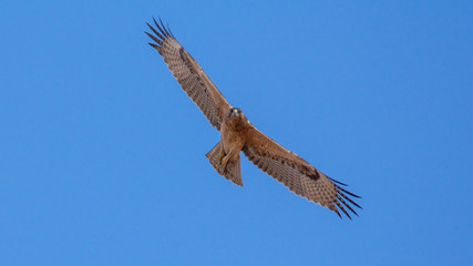 Bonelli's eagle