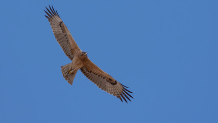 Bonelli's eagle