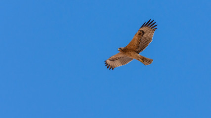 Bonelli's eagle