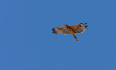 Bonelli's eagle