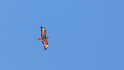 Honey Buzzard