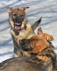 German Shepherd dogs play fighting