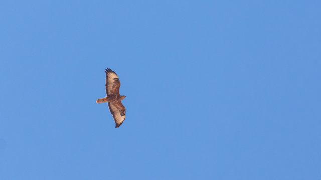 Honey Buzzard