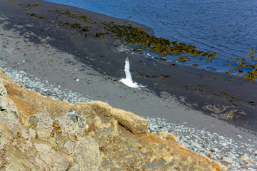 Gulls or seagulls are seabirds of the family Laridae in the suborder Lari. They are typically...