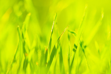 Fresh green grass in a sunny field. Macro photo.
