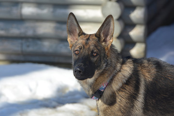 German Shepherd dog