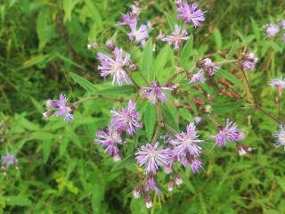 purple flowers in garden