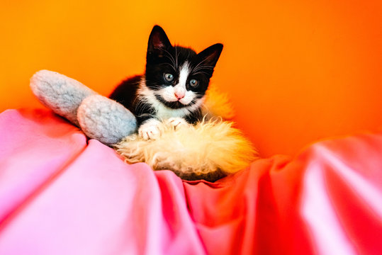 Having Pet Kittens Requires A Responsibility To Take Care Of Them Properly.