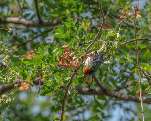 Coppersmith Barbet (Psilopogon haemacephalus) perching on a tree branch