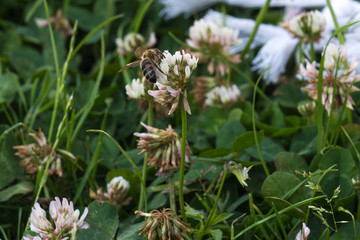 A wasp pollinating a yellow and white flower in a park garden