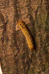 Extreme macro picture of a very beautiful caterpillar with various colors and hairs walking on a tree