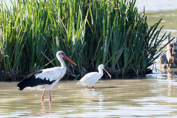 A stork and a grey heron posing on a pond in a city park
