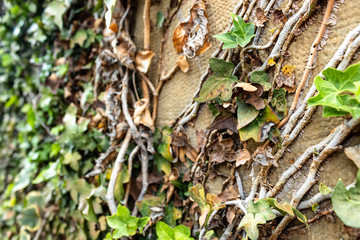 Green Creeper plant or climbing plant with blur effect  grasp to a granite wall