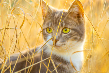 Cute tricolor kitten walk in the dry golden grass. Lovely young cat hunt in the sunny garden.