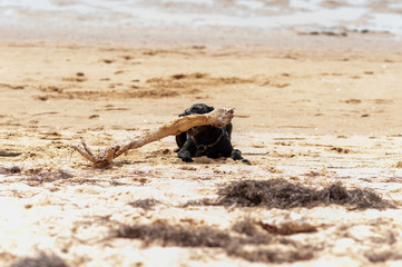 Perro labrador negro jugando en la playa