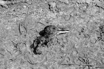 Dead Bird Head into a cemetery used for witchery, santería or black magic . Black and White Photography. 