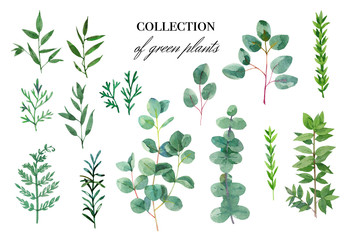 Collection of green plants. Watercolor isolated illustration1