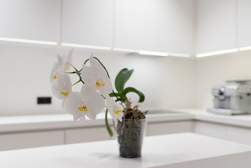 Close up of Orchidee or phalaenopsis in bright modern kitchen with white countertops