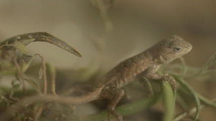 A baby lizard