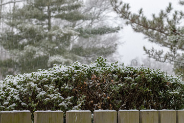 Backyard scene looking over the wooden fence to see the snowy shrubs and pine trees.