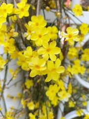 Fototapeta na wymiar yellow and flowers