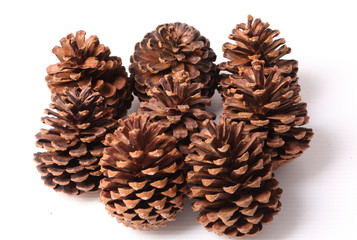 Flowers of pine on white background