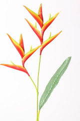 Beautiful Heliconia 