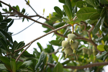 Barringtonia asiatica -sea poison tree. is a species of Barringtonia native to mangrove habitats