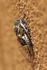 Cicada